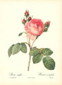 roses1-1--rozen-nov-09
