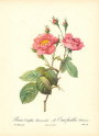 roses1-13--rozen-nov-09