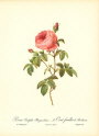 roses1-16--rozen-nov-09