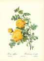 roses1-2--rozen-nov-09
