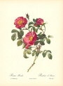 roses1-7--rozen-nov-09
