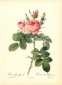 roses2-10--rozen-nov-09
