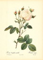 roses2-12--rozen-nov-09