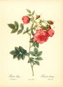 roses2-13--rozen-nov-09