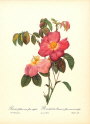 roses2-15--rozen-nov-09