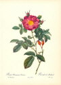 roses2-16--rozen-nov-09