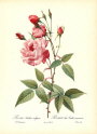 roses2-4--rozen-nov-09